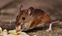 24 Hour & Emergency Exterminators in Elmwood, NC